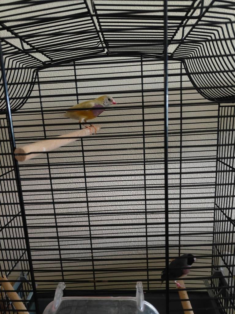 Gouldamandine pop 2025 natuurbroed, Dieren en Toebehoren, Vrouwelijk, Kleurkanarie