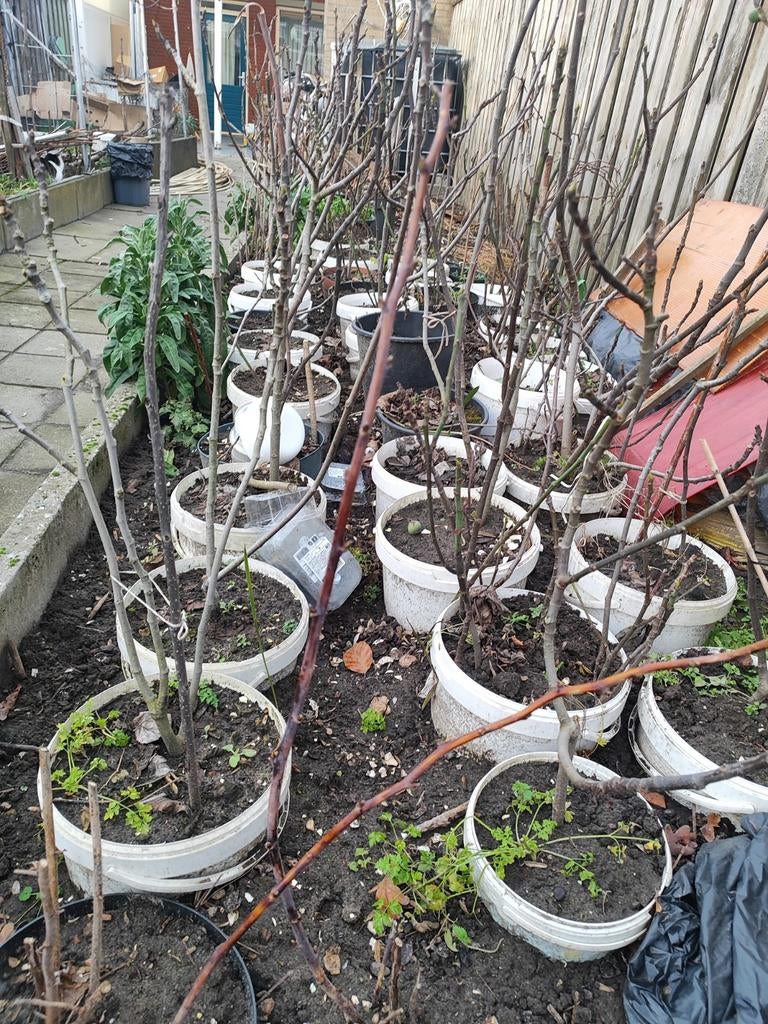 Vijgenboom Ficus Carica 'Brown Turkey' - Eigen oogst!, Tuin en Terras, Ophalen, Overige soorten, Volle zon