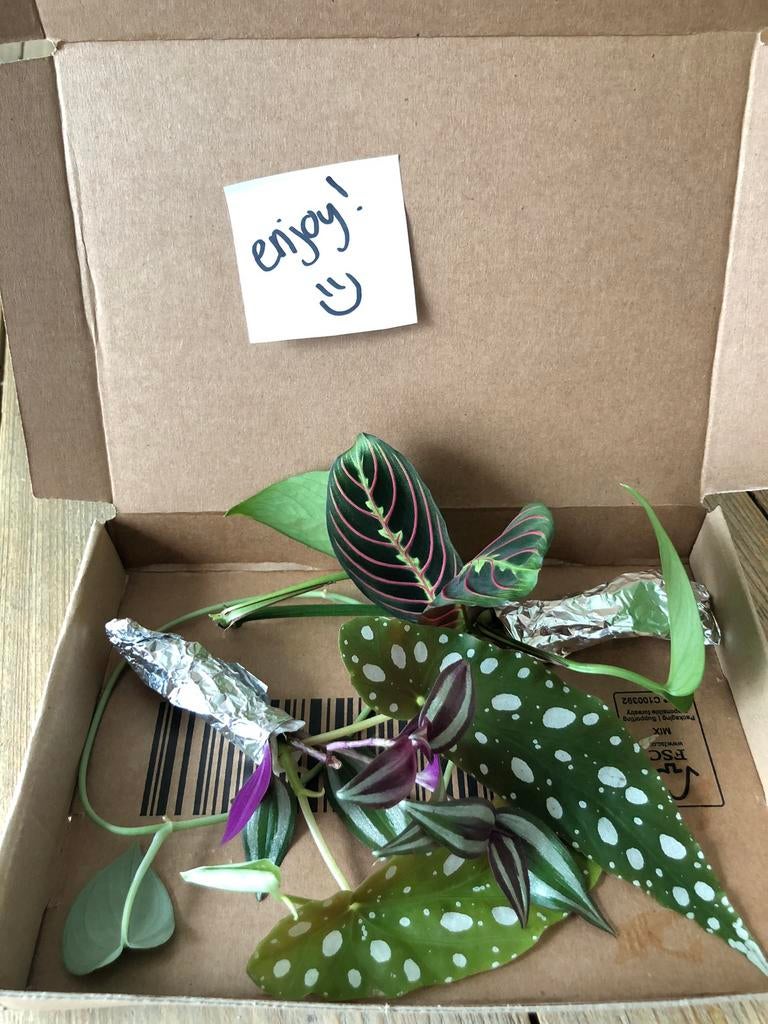 Stekpakket, Huis en Inrichting, Kamerplanten, Ophalen, Halfschaduw, Minder dan 100 cm