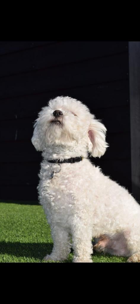 prachtig kleine Maltezer Dekreu, Reu, Parvo, Eén hond, 3 tot 5 jaar