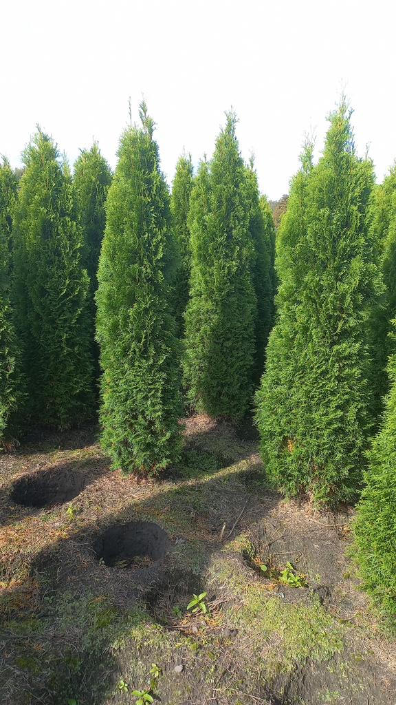 Mooie volle haagconiferen thuja smaragd tot 225 cm, Ophalen of Verzenden, Conifeer, 100 tot 250 cm