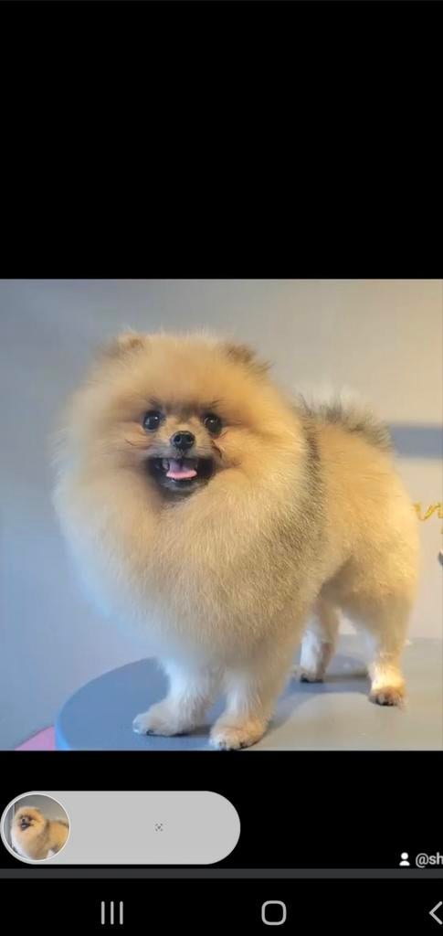 Mini Pomeriaan Dekreutje super klein(NIET TE KOOP)Getest, Parvo, Particulier, Reu, 1 tot 2 jaar