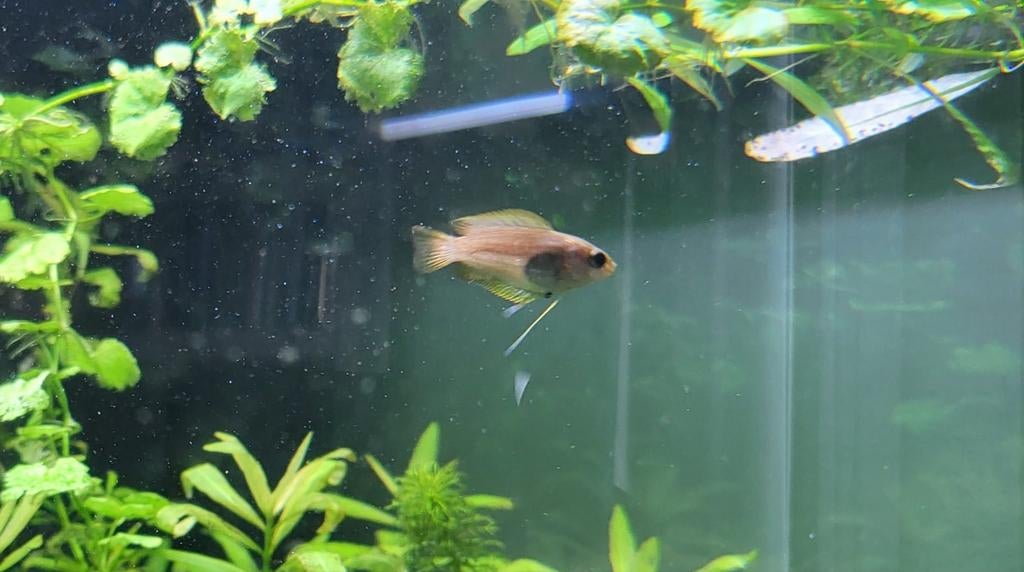 Honing goerami (2 stuks), Dieren en Toebehoren, Vis, Zoetwatervis