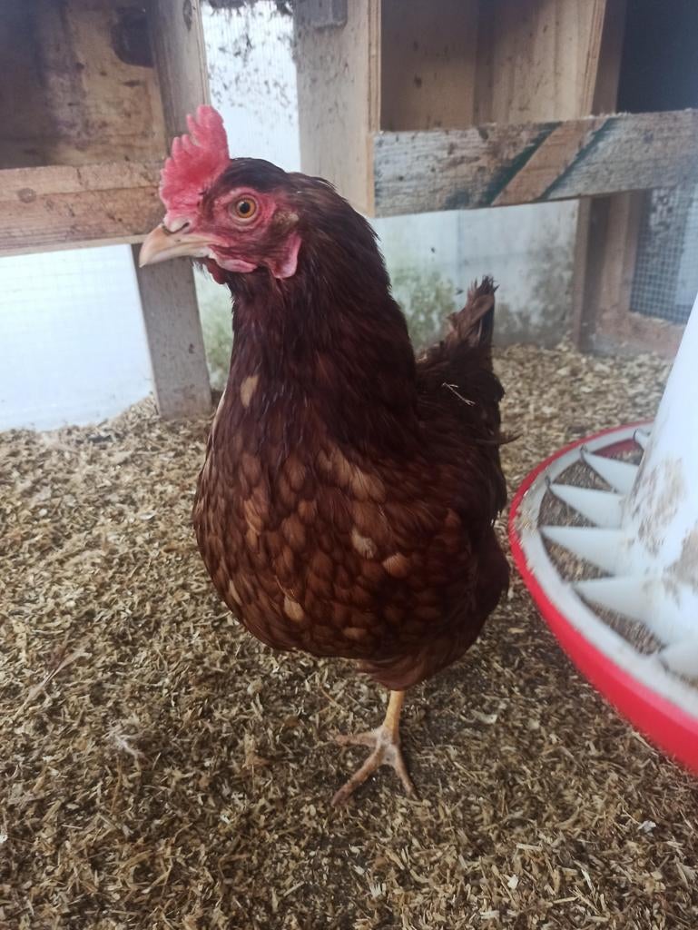 Legkip leghen broed eieren ook kleuren legger, Dieren en Toebehoren, Pluimvee, Vrouwelijk, Kip