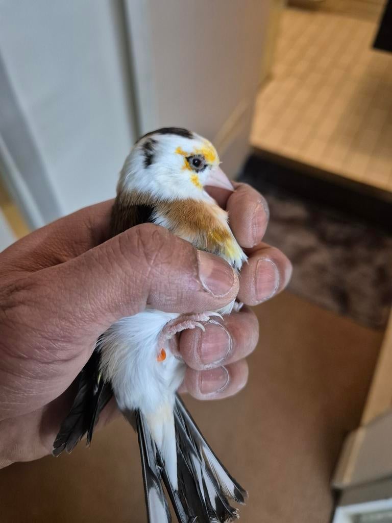 Scarpati putter man en witkeel pop allebei van 2023, Meerdere dieren, Bastaard