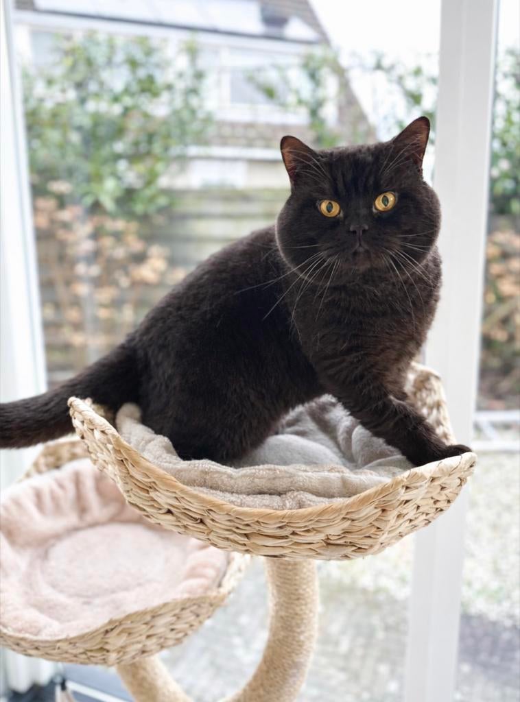 DEKKATER BRITS/BRITSE KORTHAAR MET STAMBOOM BLOEDGROEP B, Dieren en Toebehoren, Katten en Kittens | Dekkaters, 3 tot 5 jaar