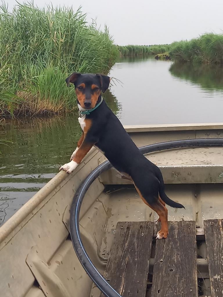 Jack russel dekreu staat ter dekking, Dieren en Toebehoren, Honden | Jack Russells en Terriërs, Jack Russell Terriër, Reu, 1 tot 2 jaar