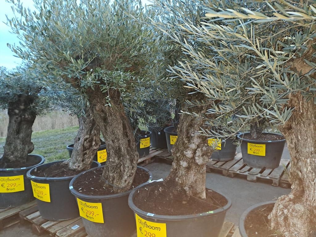 Mooie grote olijfboom - Van der Spek Zevenhuizen, Bloeit niet, 100 tot 250 cm, Olijfboom, Ophalen