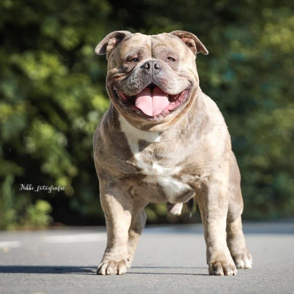 American Bully Dekreu, Reu, Parvo, Eén hond, 3 tot 5 jaar
