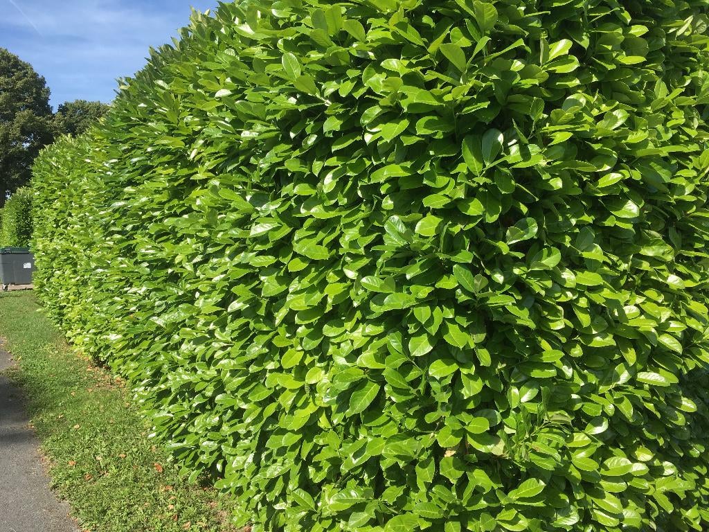 Groene schutting Beuk Laurier Conifeer Thuja Hedera Klimop, Ophalen, Laurier, 100 tot 250 cm