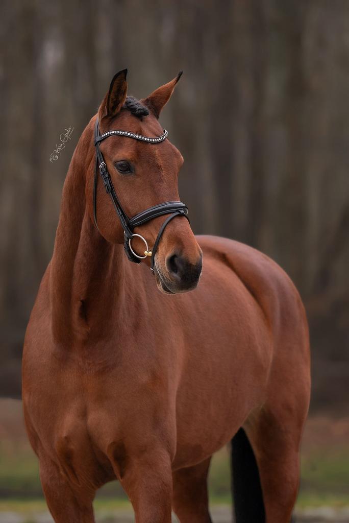 Grote en lieve merrie v Expression, Dieren en Toebehoren, Paarden, Merrie, Dressuurpaard