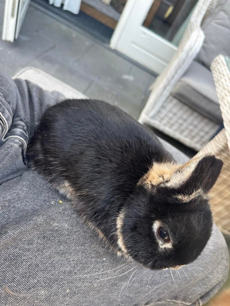 Dwerg konijn, Dieren en Toebehoren, Konijnen, Mannelijk, Dwerg