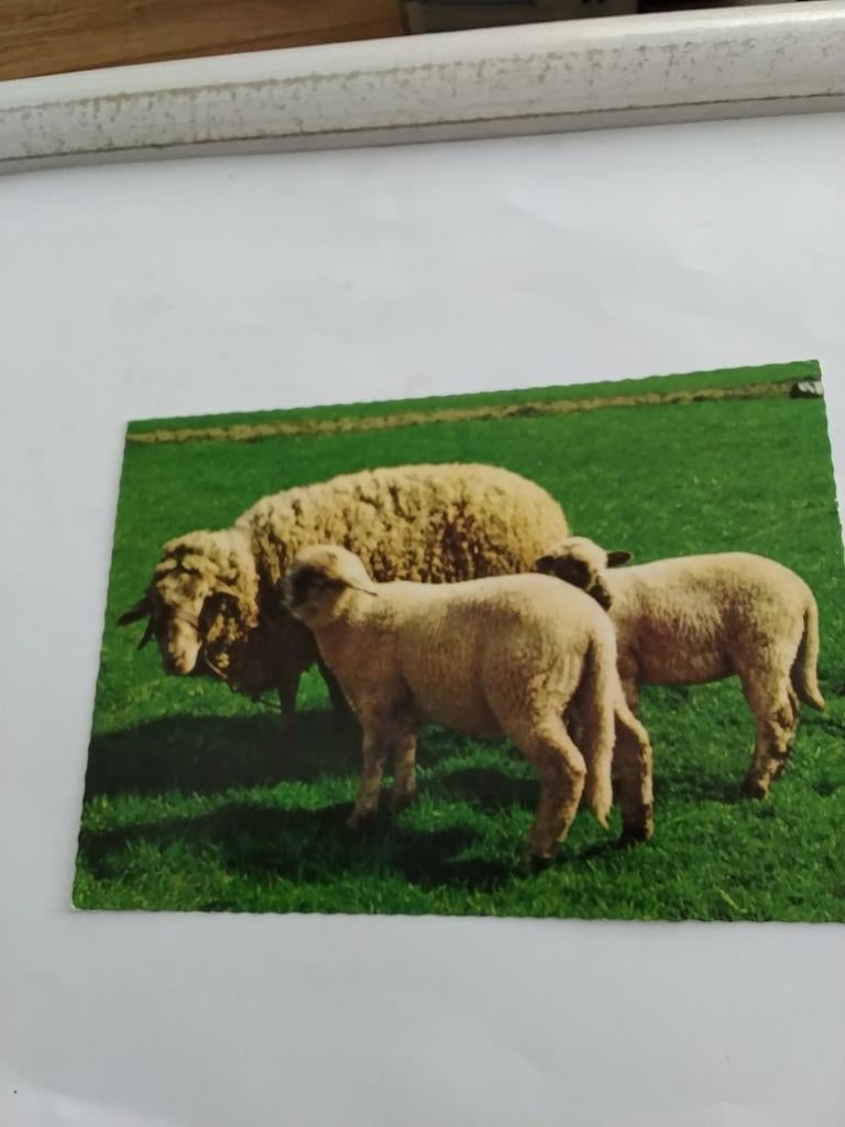 SCHAAP. MET LAMMETJES. 1974, Ophalen of Verzenden, 1960 tot 1980