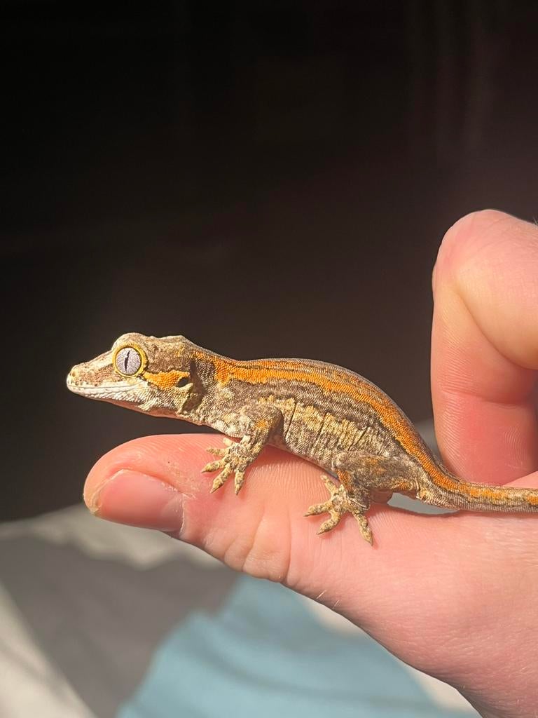 Gargoyle gekko redstipe Crested Gecko - female for sale from J.M.