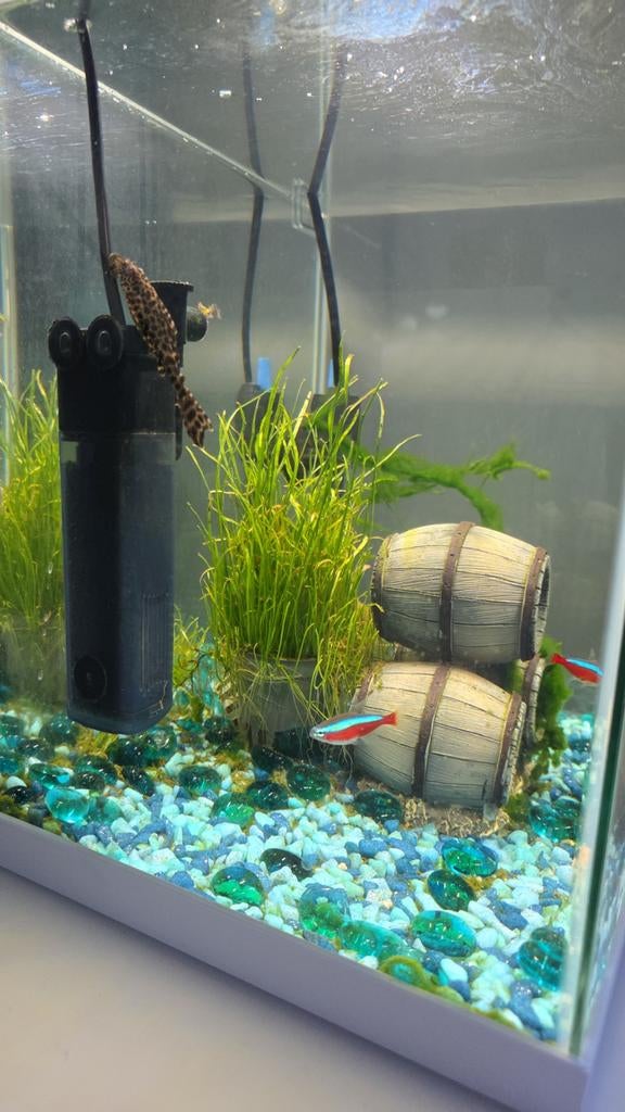 Fish Aquarium, Ophalen