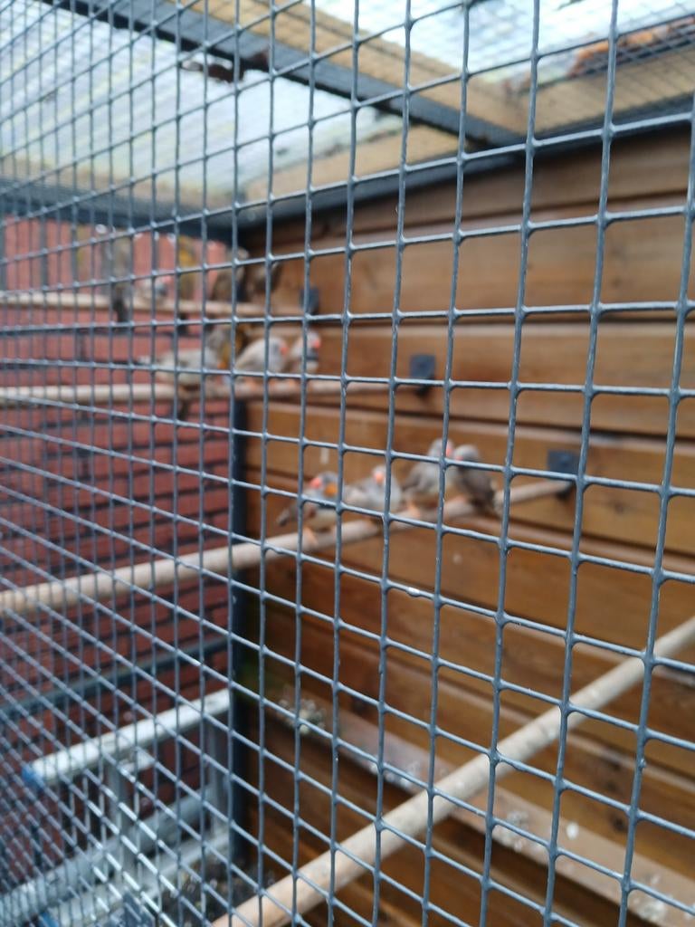 8 zebravinken 6 poppen 2 mannen, Dieren en Toebehoren, Vogels | Kanaries, Meerdere dieren, Kleurkanarie