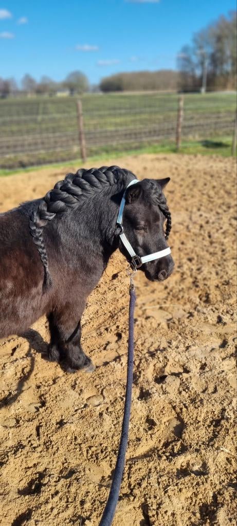 Stalling gezocht voor een shetlander, Weidegang