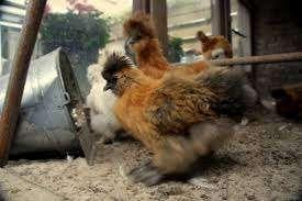 Zijdehoen kippen in verschillende kleuren, Vrouwelijk, Kip