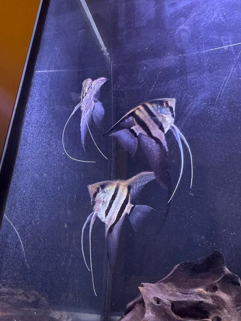 3 maanvissen, Dieren en Toebehoren, Vissen | Aquariumvissen, Vis