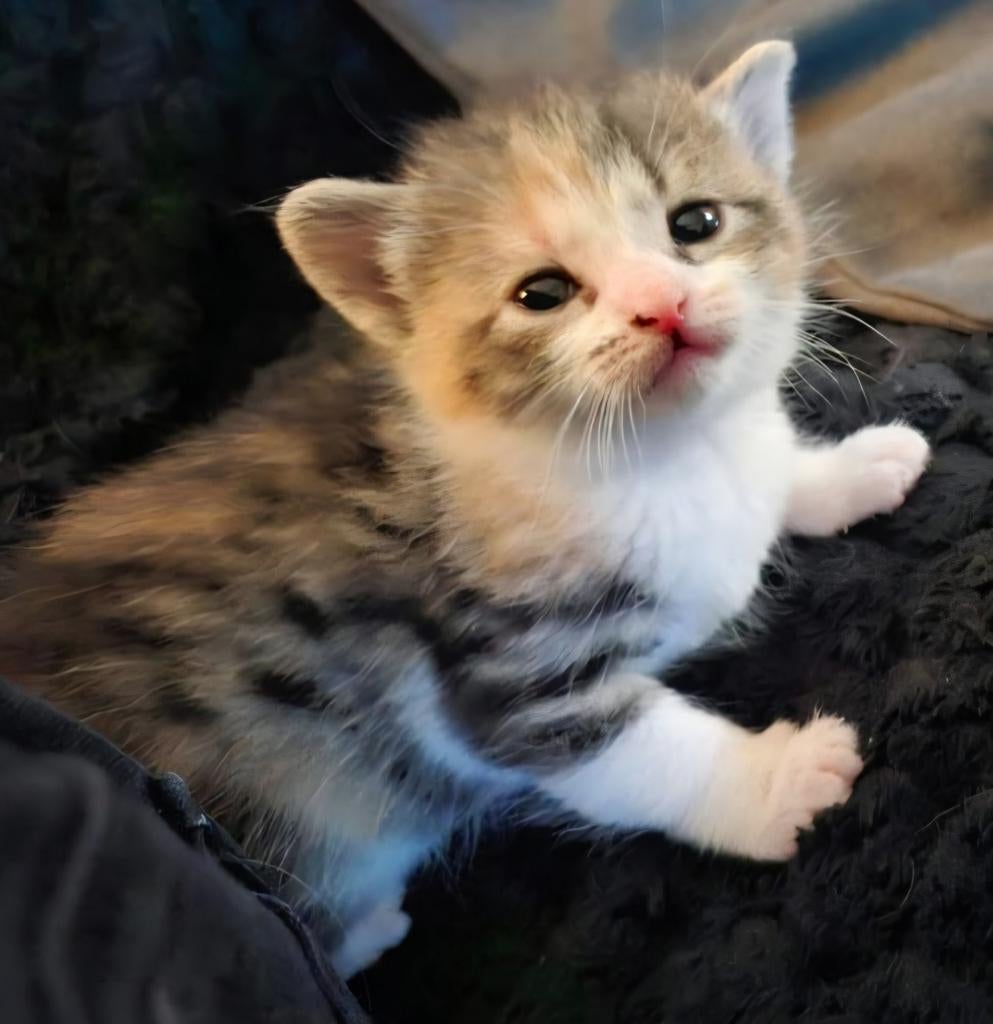 Singapura x raggdol kittens, Meerdere dieren