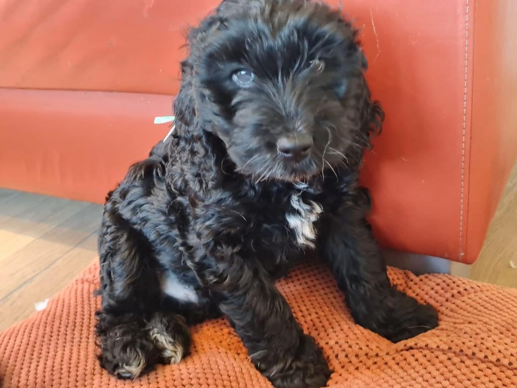1 reutje mix Golden Irish Doodle nog beschikbaar 6 april, Overige rassen, 8 tot 15 weken, Meerdere, Meerdere dieren