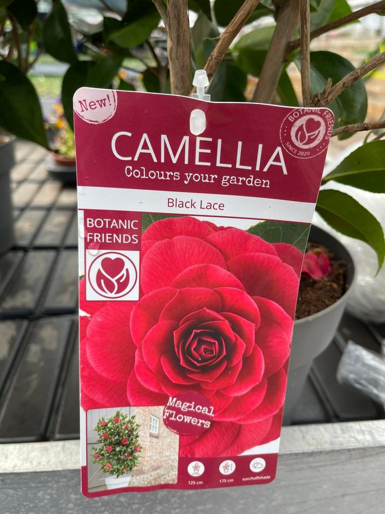 Camellia - Black lace +/- 60cm hg, Vaste plant, Halfschaduw, Lente, Ophalen