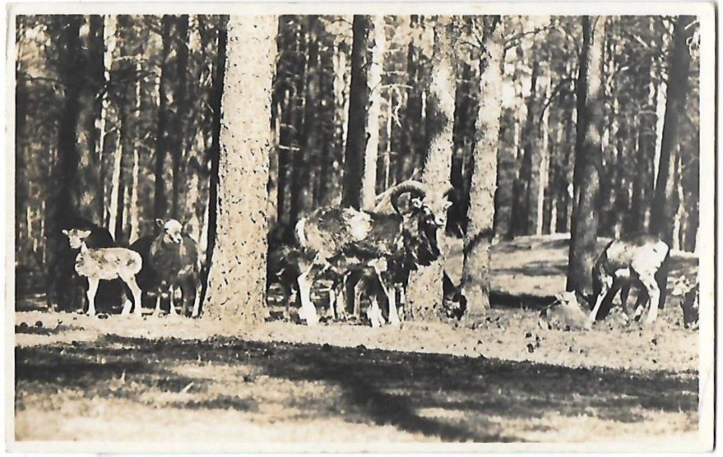 Hoenderloo Moufflons Oude Ongelopen Ansichtkaart (B611, Ophalen of Verzenden, 1960 tot 1980, Gelopen
