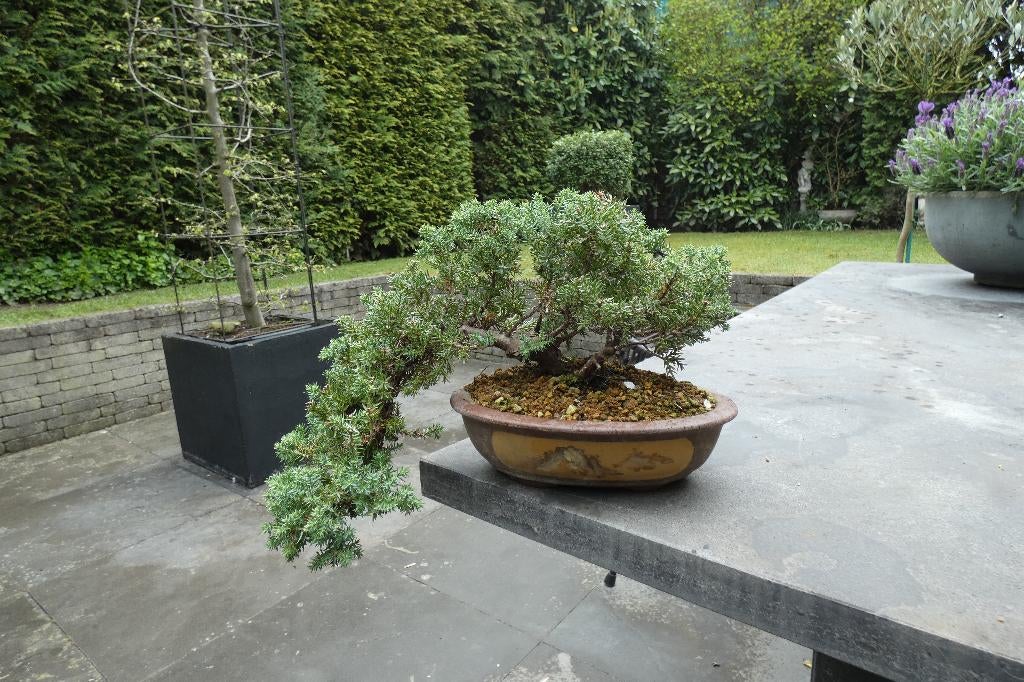 Bonsai Juniperus procumbens nana, Ophalen of Verzenden, Overige soorten, Halfschaduw