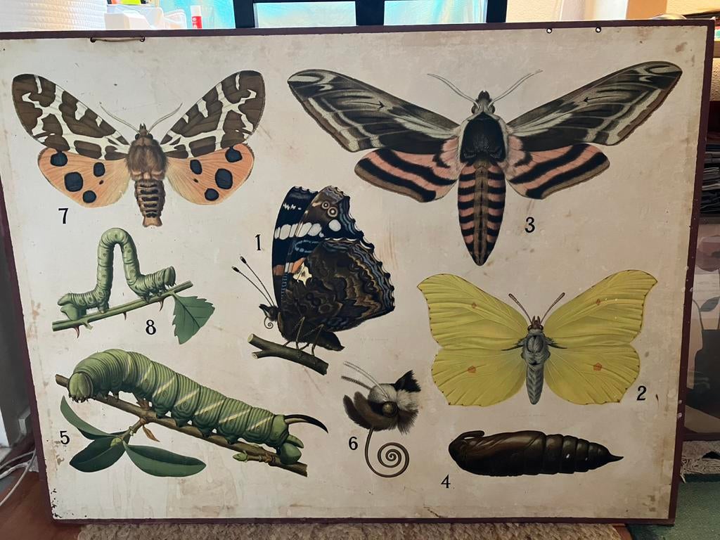 Schoolplaat Vlinders - ca 1930 - fa A.C.P. Nabbe, Ophalen of Verzenden, Natuur en Biologie