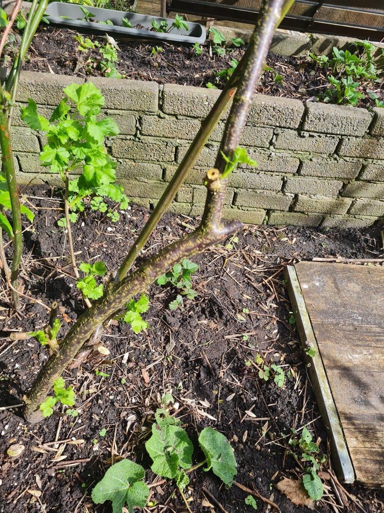 Jostabes, Ophalen, Minder dan 100 cm, Overige soorten, Lente