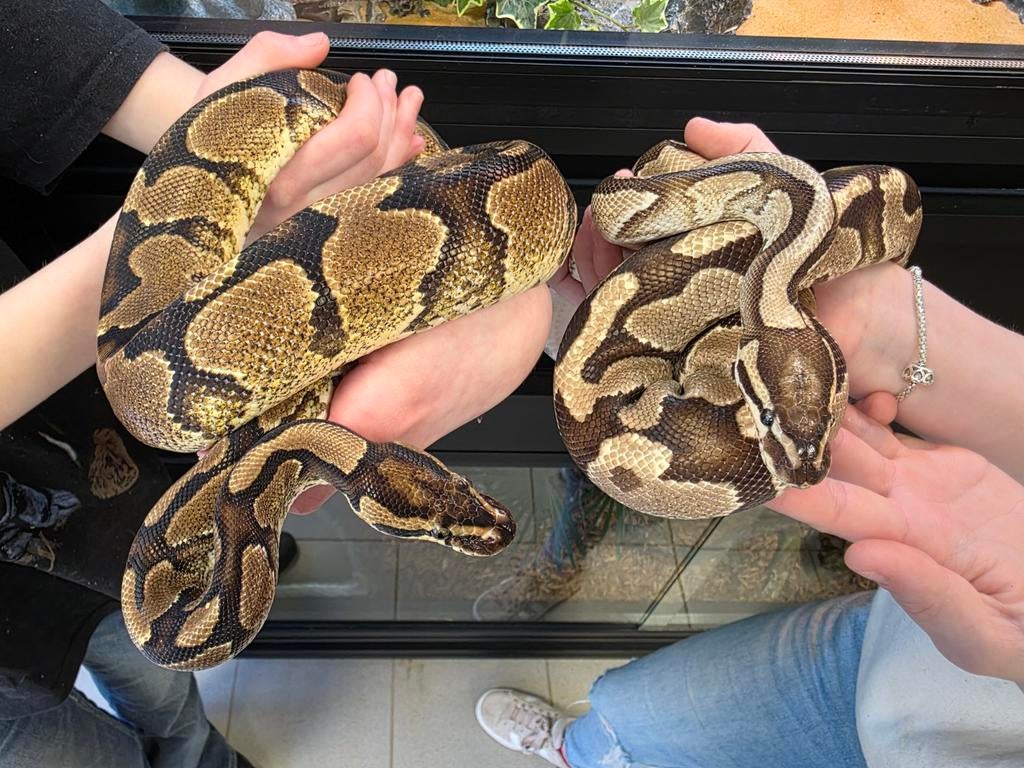 Koningspython koppel Ball Python - female for sale from Laura Woods
