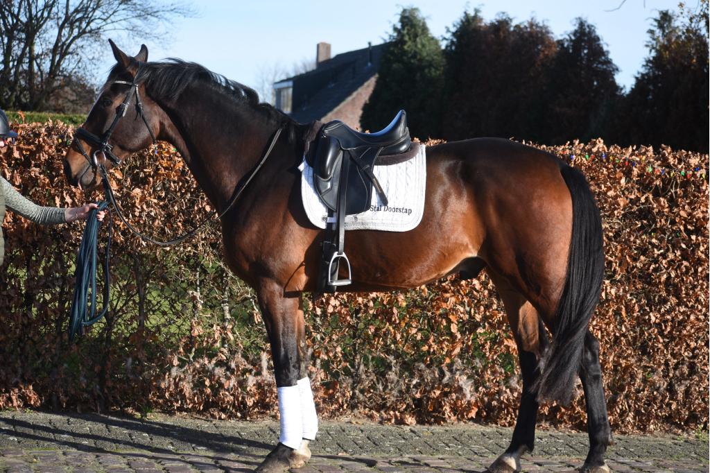 superbrave 6 jarige Zangersheideruin röntgen 100%, Met stamboom, Ruin, Dressuurpaard, L