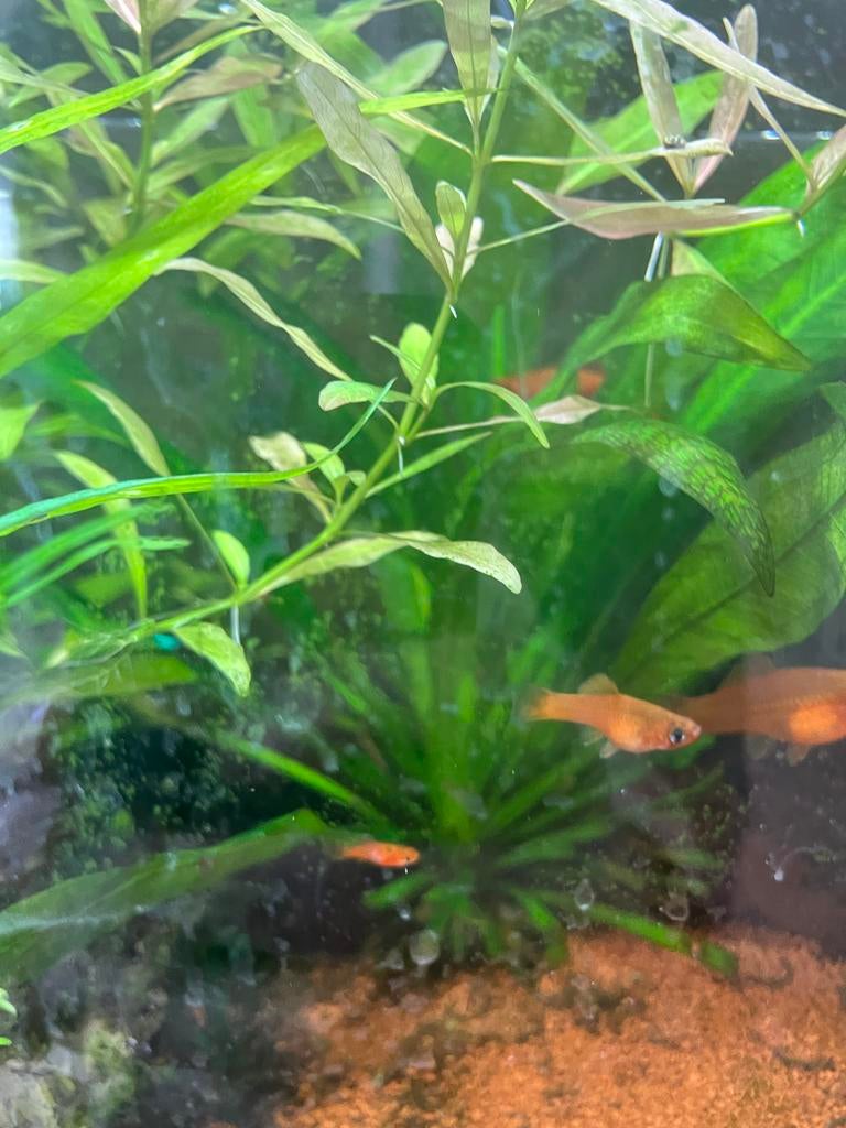 Zwaarddrager jonkies, Vis