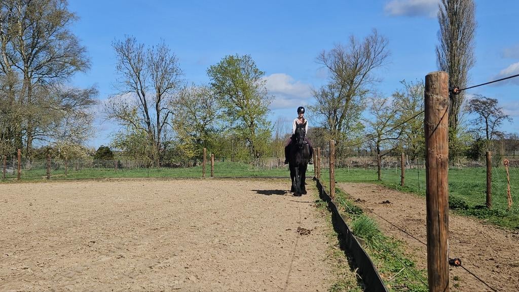 Bijrijdpony gezocht!, Ophalen of Verzenden, Nieuw