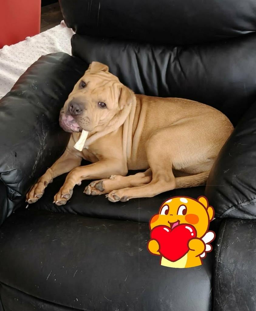 Joline is een pup en vanaf 4 april in Nederland, Dieren en Toebehoren, Particulier, 15 weken tot 1 jaar, Buitenland, Teef