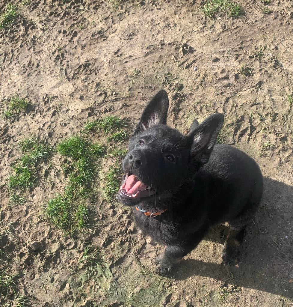 Duitse herder reu, 15 weken tot 1 jaar, Reu, Parvo, Eén hond