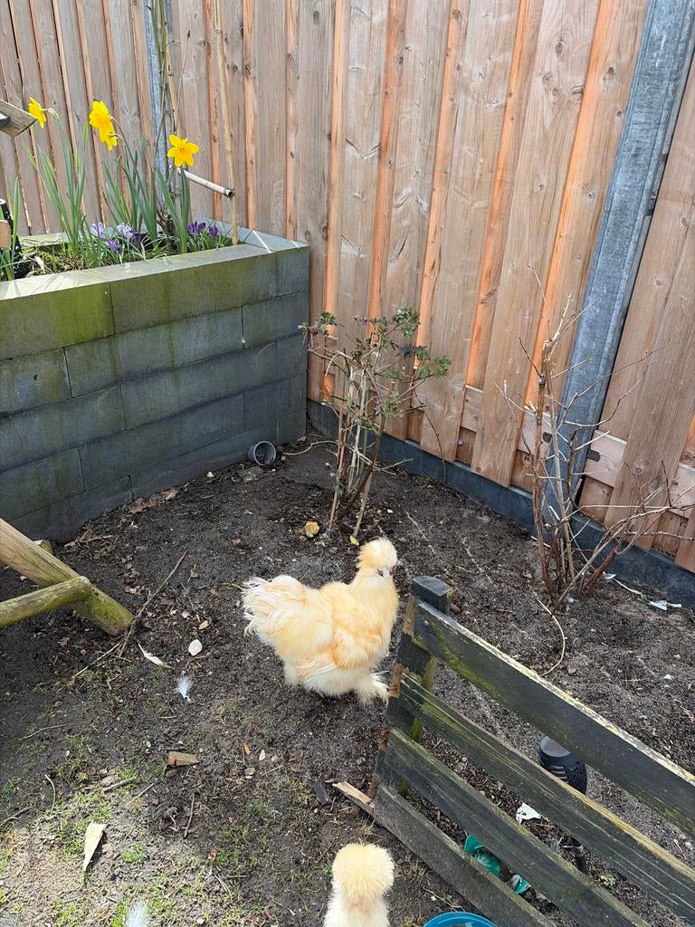 Haan, Dieren en Toebehoren, Mannelijk, Kip