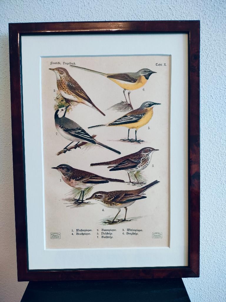 Litho Floericke Kwikstaart Graspieper Boompieper 1922, Ophalen of Verzenden