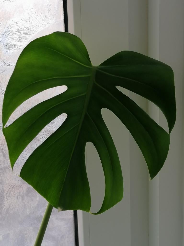 Monstera deliciosa., Tuin en Terras, Ophalen, Overige soorten