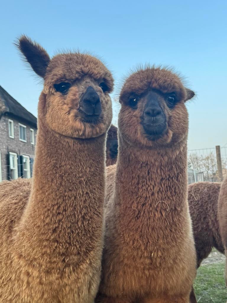 Alpaca hengsten 2025 – lief, halstermak, Juni, Mannelijk