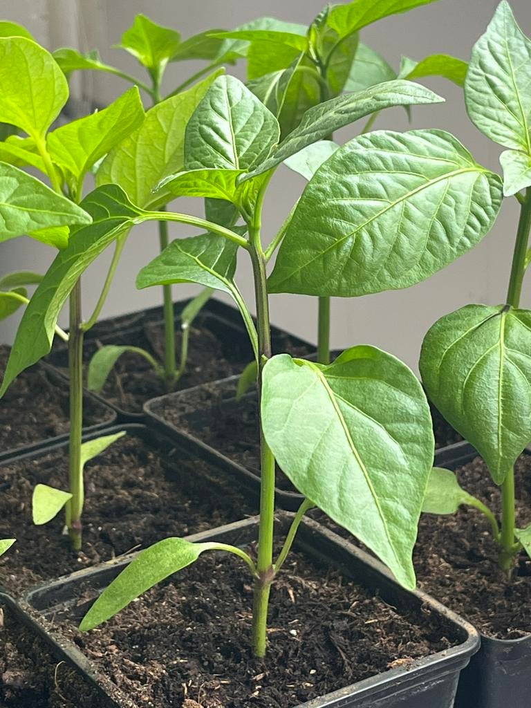 Paprika plantjes, Tuin en Terras, Planten | Tuinplanten, Ophalen, Eenjarig, Groenteplanten, Volle zon