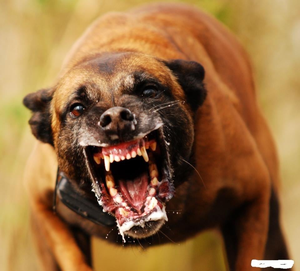 mechelse herder inbraken.overvallen.car.jacking.home.jaking, Dieren en Toebehoren, Honden | Herdershonden en Veedrijvers, Parvo