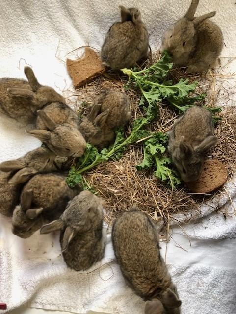 konijntjes vlaamse reus, Dieren en Toebehoren, Meerdere dieren, Groot, 0 tot 2 jaar
