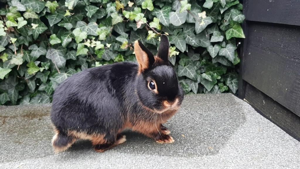 Black and Tan kleurdwerg voedster, Dieren en Toebehoren, Konijnen, Dwerg, Vrouwelijk