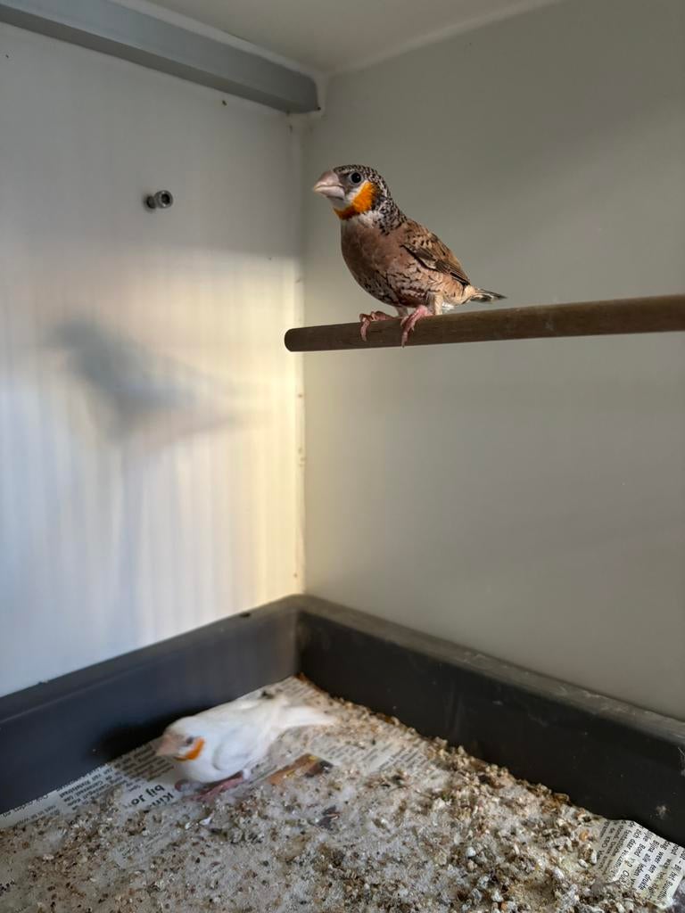 Geelband mannen INO en Wildkleur split INO 2025 ongeringd, Mannelijk