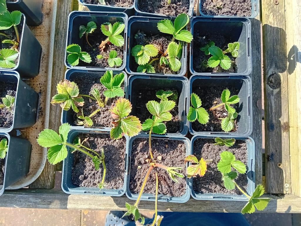 Aardbeiplantjes in potjes - klaar om te planten!, Ophalen, Volle zon, Vaste plant, Zomer