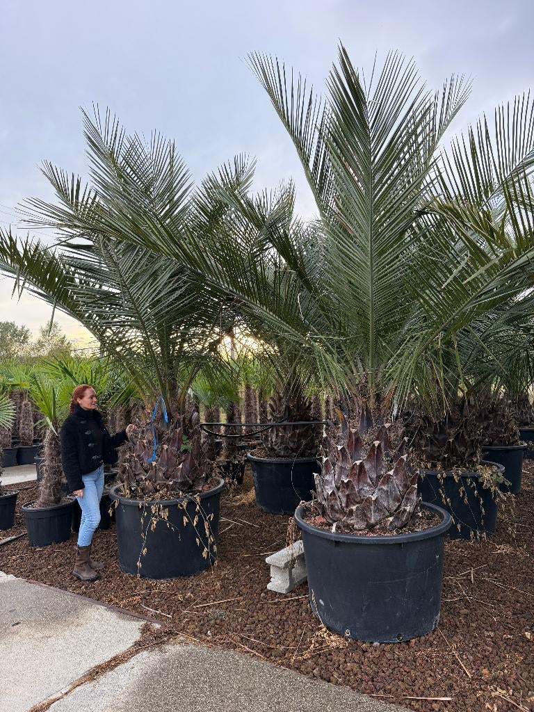 Jubaea chilensis - Chileense wijnpalm met 100 cm stamhoogte, Ophalen of Verzenden, 250 tot 400 cm, Zomer, Palmboom