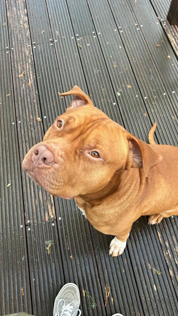 DEKREU - Rednose pitbull, Parvo, Eén hond, 3 tot 5 jaar, Nederland