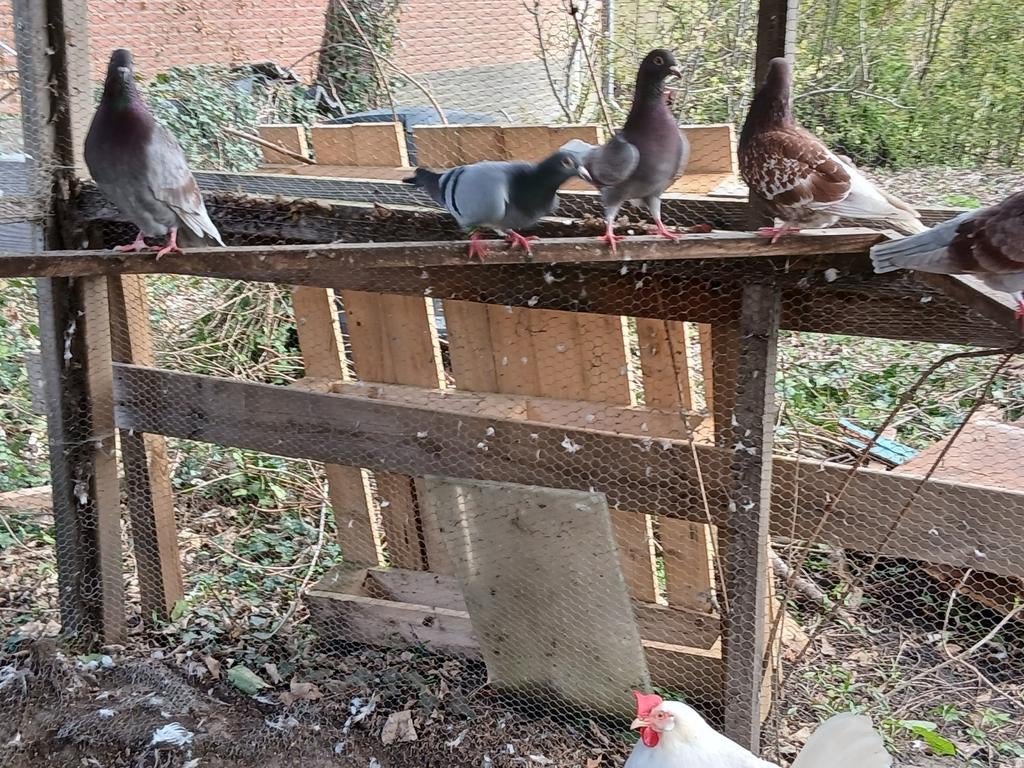 Duiven, Meerdere dieren, Overige soorten