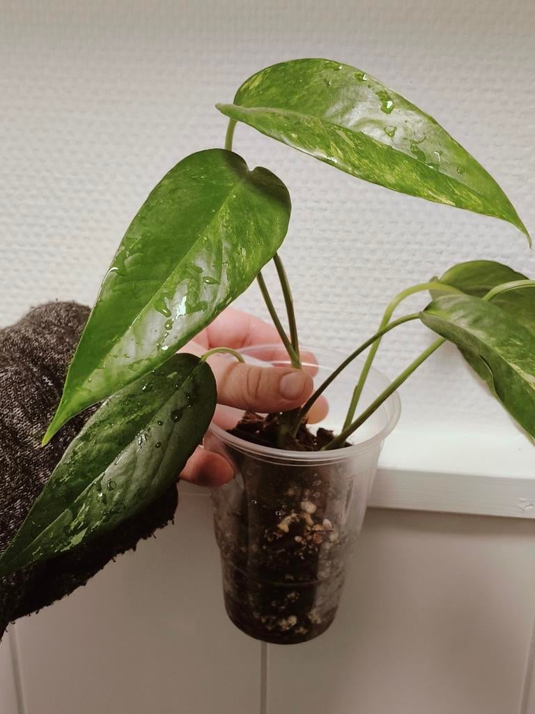 Epipremnum pinnatum albo, Ophalen of Verzenden, Halfschaduw, Minder dan 100 cm